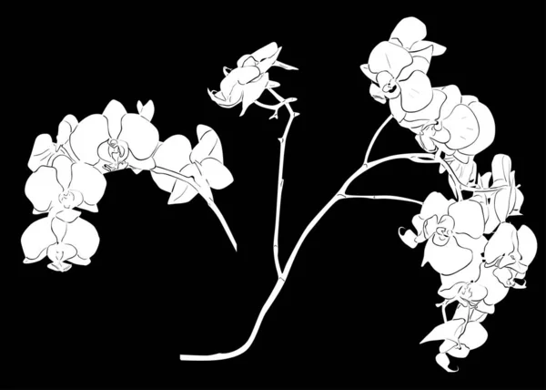 Twee witte orchidee takken schetsen illustratie — Stockvector