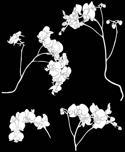 4つの白い蘭の枝のスケッチ図 — ストックベクタ