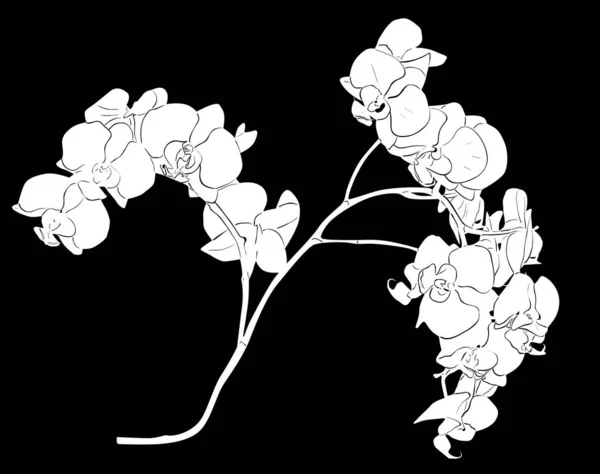 Bílá orchidejová větev ilustrace — Stockový vektor