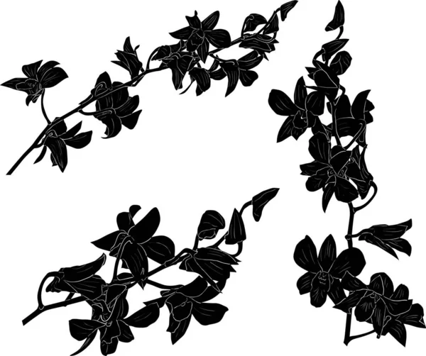 Three orchid branches black sketches set — Stock Vector