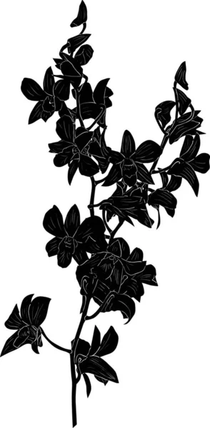 Černá orchidej svěží větev náčrtek ilustrace — Stockový vektor