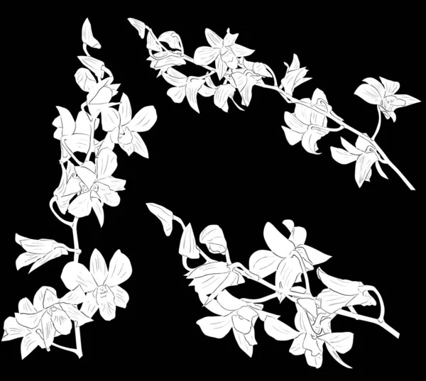 Conjunto de tres ramas de orquídea bocetos blancos — Vector de stock