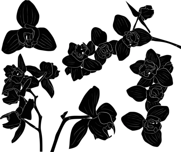 Orchid branches black sketches collection — Stock Vector