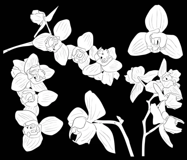 Orchidee takken witte schetsen collectie — Stockvector