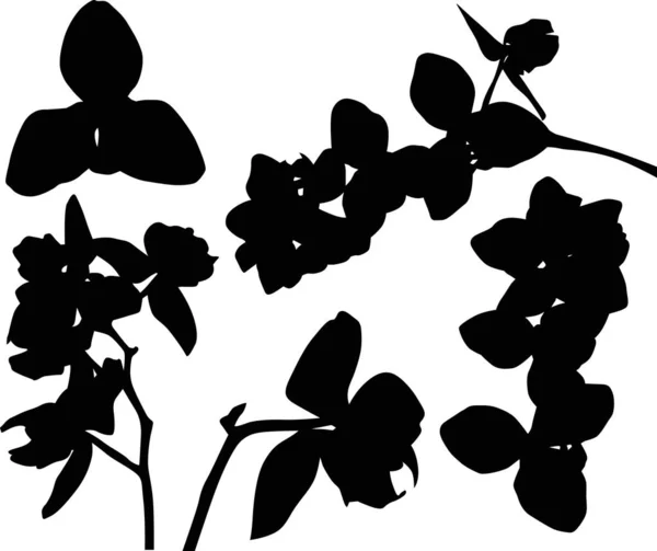 Orchidee Zweige schwarze Silhouetten Sammlung — Stockvektor