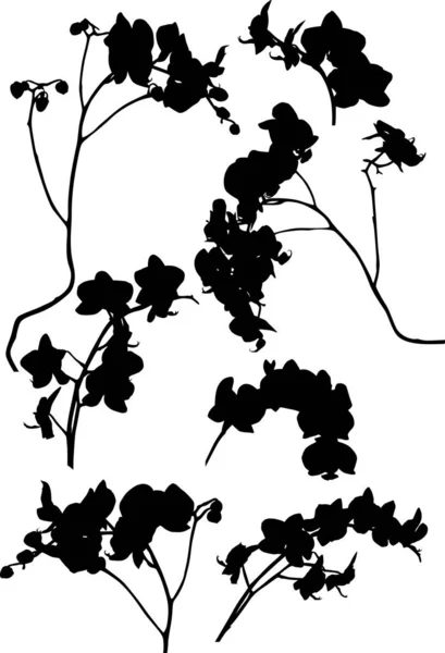 Set sette rami di orchidea silhouette nere — Vettoriale Stock