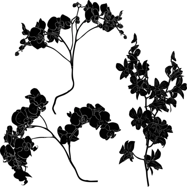 three large orchid branches black sketches set