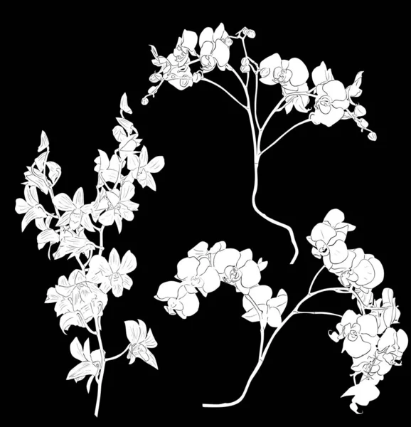 Tres grandes ramas de orquídea blanco bosquejos conjunto — Vector de stock