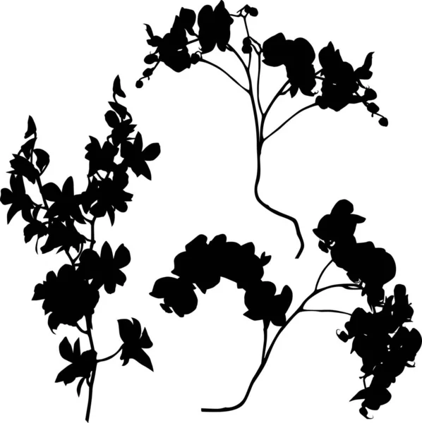 Trois grandes branches d'orchidée silhouettes noires ensemble — Image vectorielle