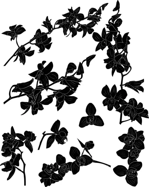 set of orchid branches and blooms black sketches
