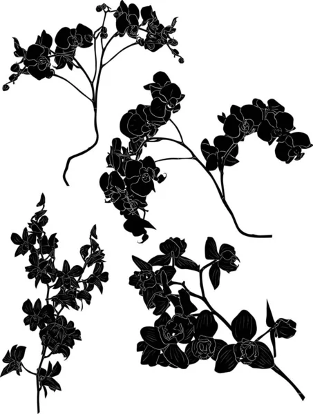 Dört büyük orkide seti. Siyah çizimler.