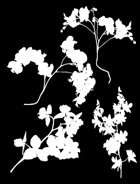 Conjunto de cuatro orquídeas grandes ramas siluetas blancas — Vector de stock
