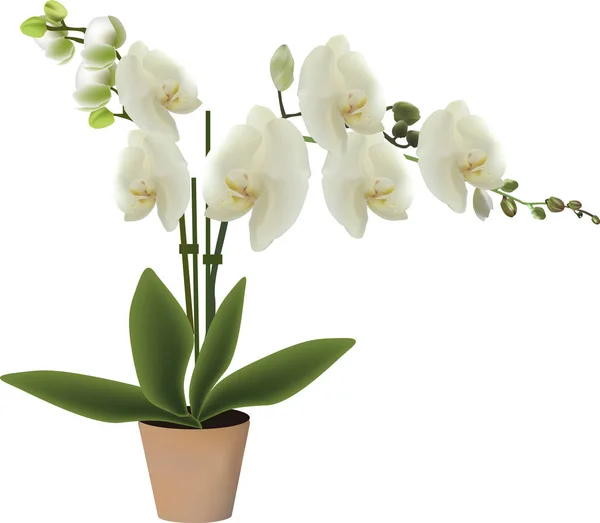 Orchidea fiorita leggera in vaso isolata su bianco — Vettoriale Stock