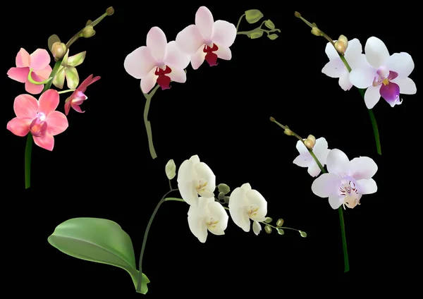 Colección de cinco ramas de orquídeas aisladas en negro — Archivo Imágenes Vectoriales