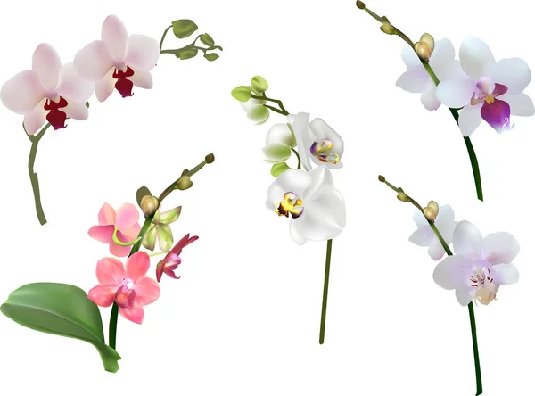 Raccolta di cinque rami di orchidea isolati leggeri — Vettoriale Stock
