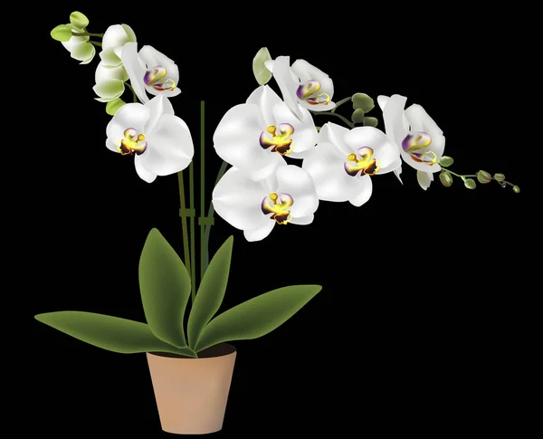 Orchidea fiorita leggera in vaso isolata su nero — Vettoriale Stock