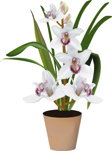 Isolerad vit blommande orkidé i potten — Stock vektor