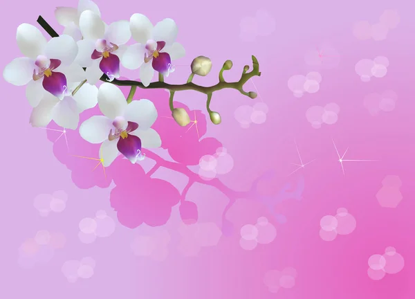 Orquídea blanca florece sobre fondo rosa brillante — Archivo Imágenes Vectoriales