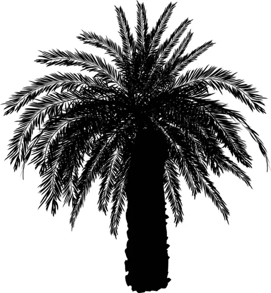 Palmera grande negra aislada en blanco — Vector de stock