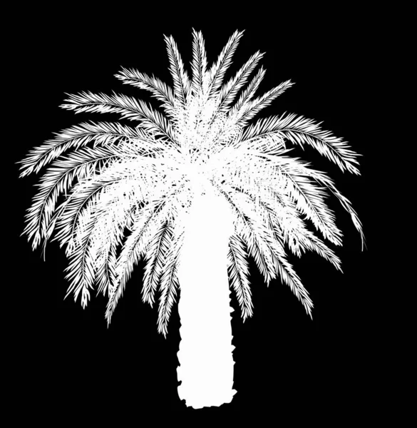 Single white large palm tree isolated on black — Stock Vector