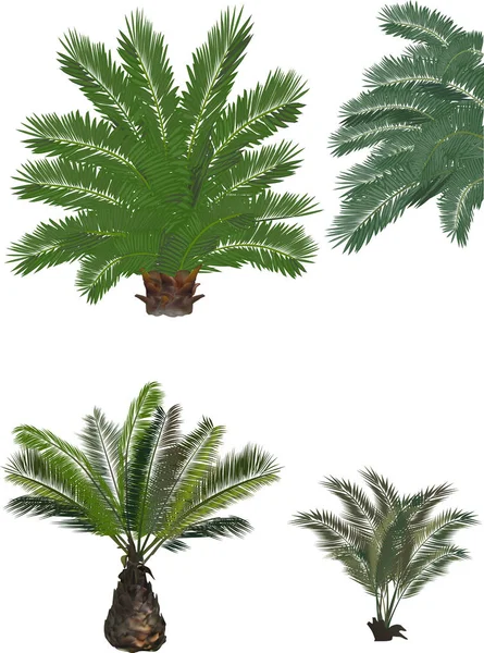 Lush green palm trees on white — 스톡 벡터