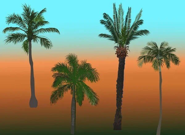 Vier groene palmbomen illustratie — Stockvector