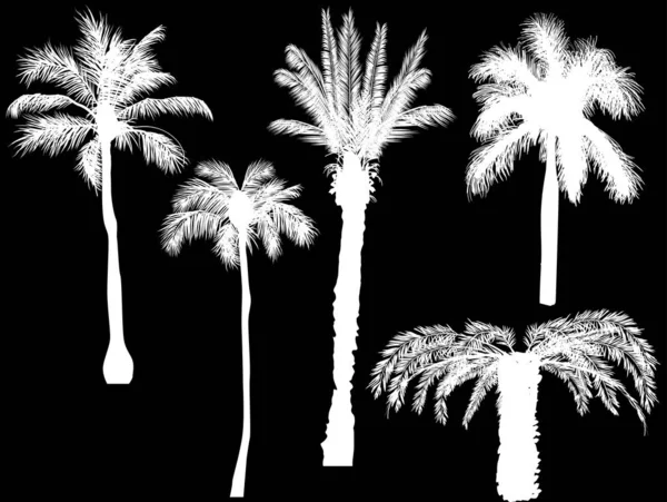 Five palm silhouettes isolated on black — Stock Vector