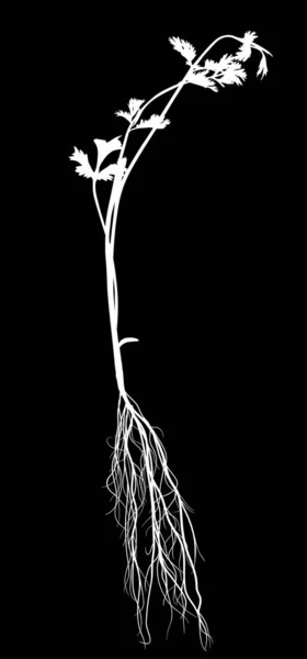 뿌리가 검은 색으로 분리되어 있는 흰 파슬리 — 스톡 벡터