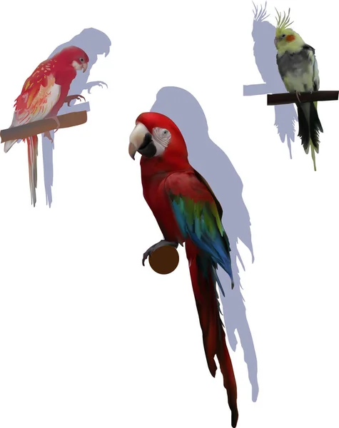 Tři barevné papoušky se stíny na bílém — Stockový vektor