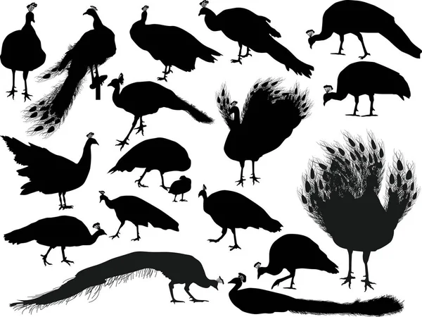Eighting peacocks silhouettes isolated on white — Stock Vector