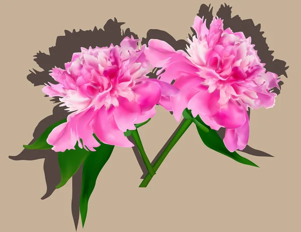 Duas flores de peônia rosa isoladas em marrom — Vetor de Stock