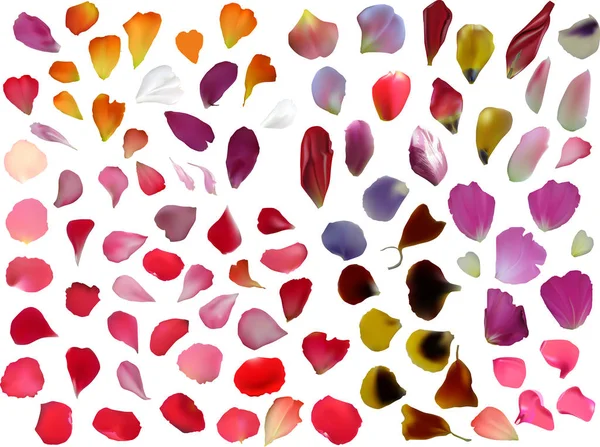 Énorme groupe de pétales de fleurs sur blanc — Image vectorielle