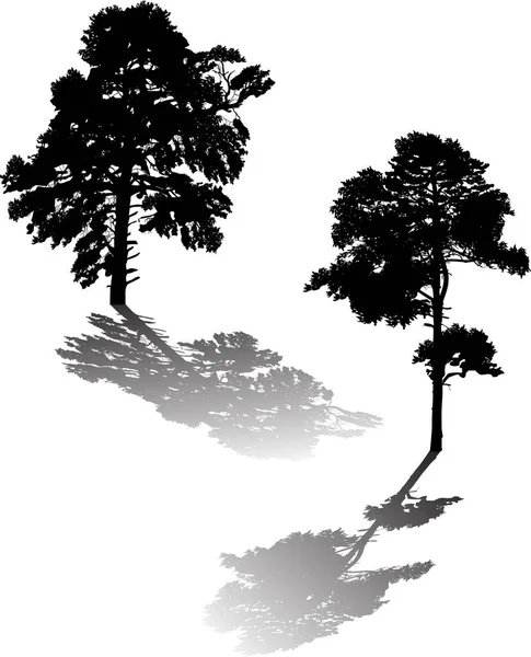 Duas grandes silhuetas de pinheiro preto e sombras em branco — Vetor de Stock