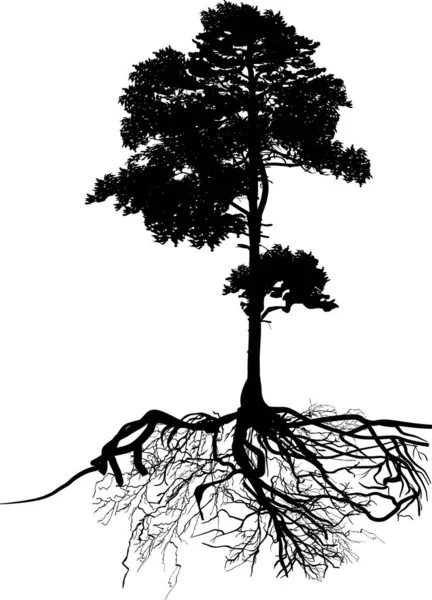 Isolado preto grande pinheiro com raiz — Vetor de Stock