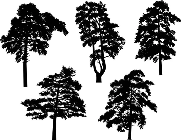Five pine black trees set isolated on white — Stock Vector