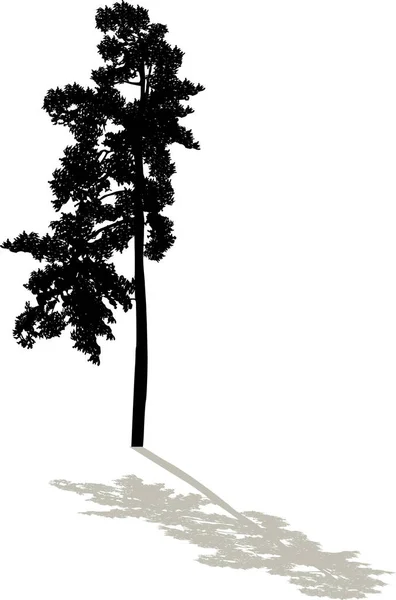 Černá borovice Velká jednoduchá silueta se stínem — Stockový vektor