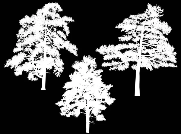 Tři velké bílé borovice siluety izolované na černé — Stockový vektor