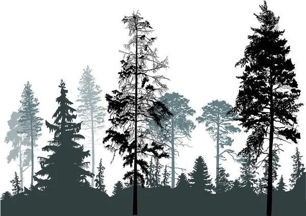 Çam grisi orman siluetleri beyaz izole — Stok Vektör