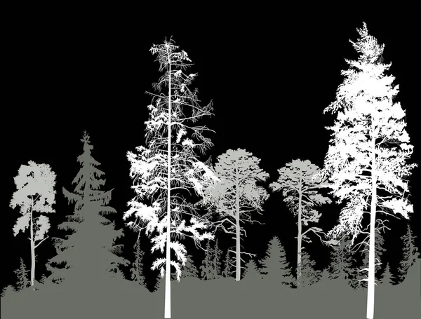 Çam Ormanı siluetleri siyah üzerine izole edilmiş