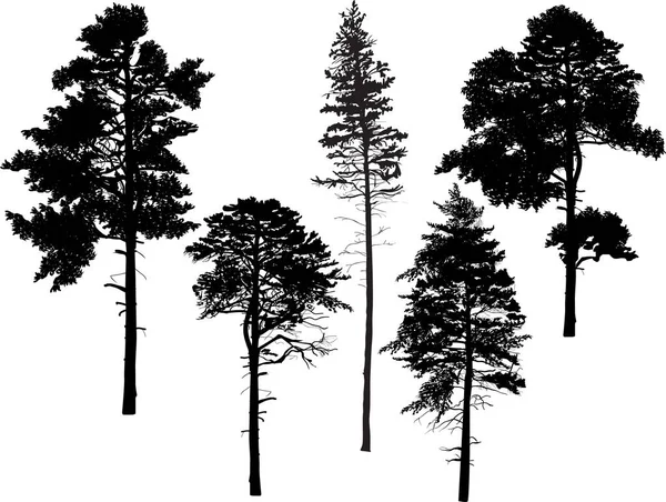 Five black pine trees set isolated on white — Stock Vector