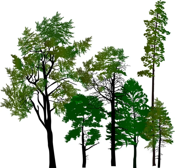 Grupo de pinheiros isolado em branco — Vetor de Stock