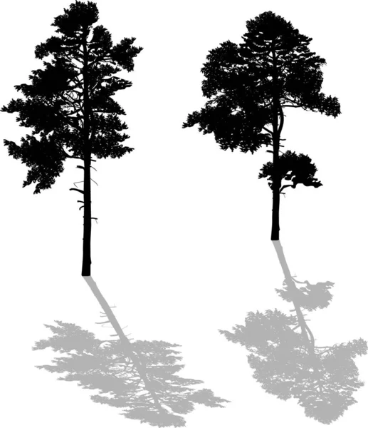 Duas silhuetas grandes de pinheiro preto com sombras — Vetor de Stock