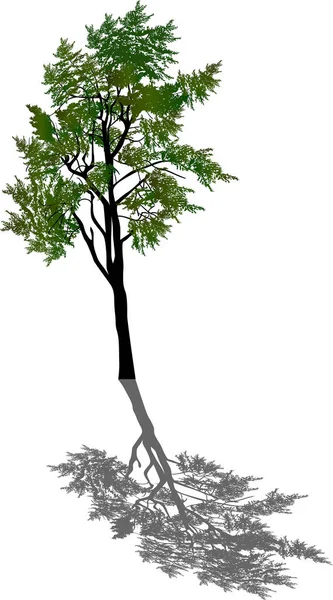 Green pine tree and grey shadow — Stok Vektör