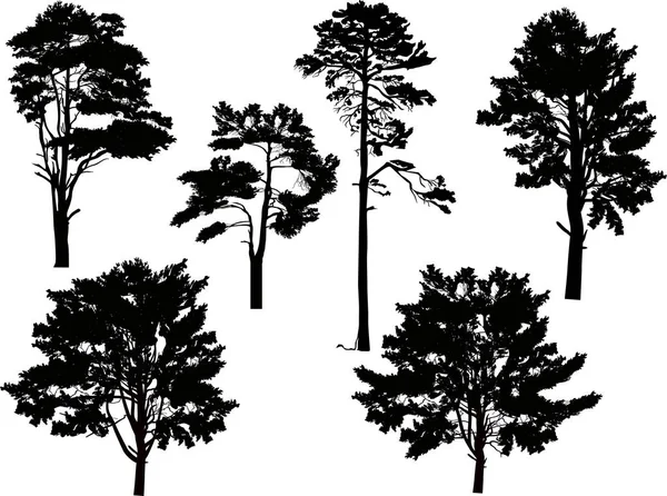 Six large black pine trees set isolated on white — Stock Vector