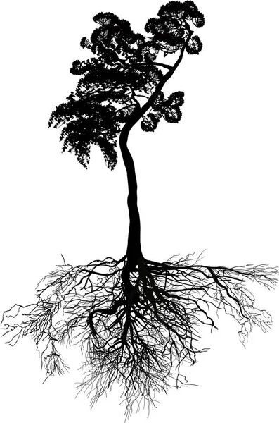 Ізольована чорна висока сосна з великим коренем — стоковий вектор