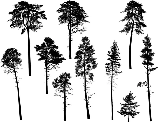 Ten swamp pine silhouettes isolated on white — Stock Vector