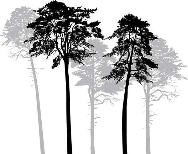 Five pine silhouettes isolated on white — Stock Vector