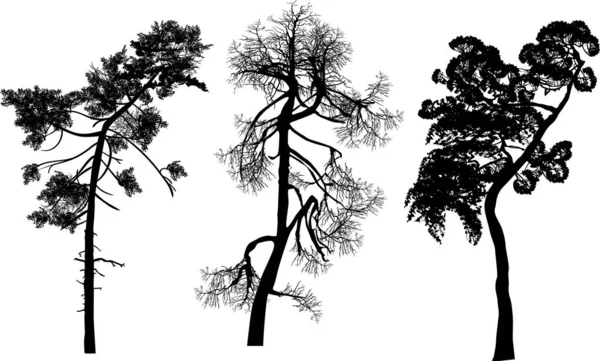 Tre sagome curve di pino nero isolate su bianco — Vettoriale Stock