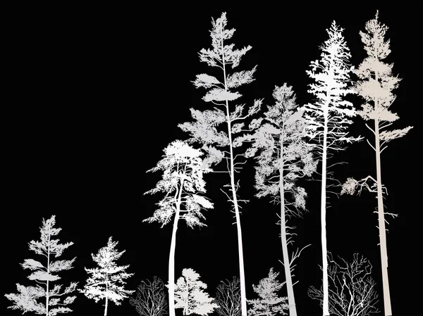 Siluetas de luz de bosque de pino alto en negro — Vector de stock
