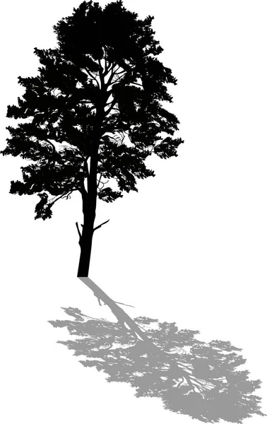 Silueta única grande de pino negro con sombra — Vector de stock